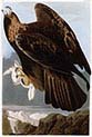 Goldon Eagle
